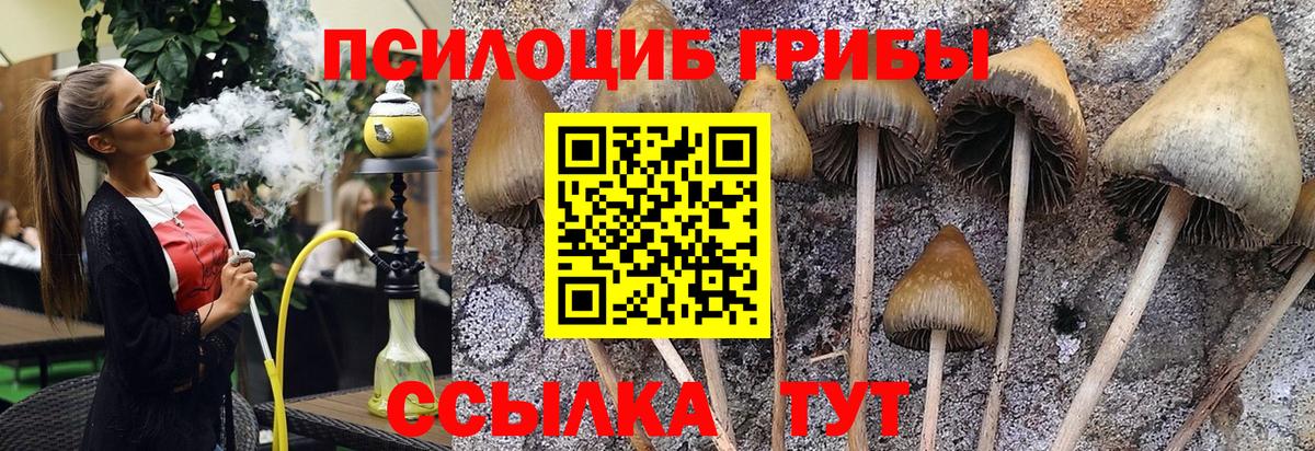 Жуковский  Псилоцибиновые грибы GOLDEN TEACHER  Вход с VPN  Псилоцибиновые грибы ЛСД 